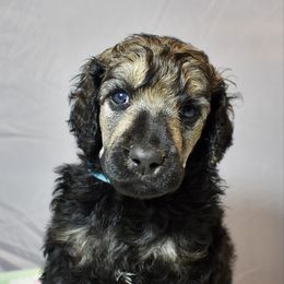 Mambo - Sable male Poodle puppy in Kirkville, New York from Mosswood