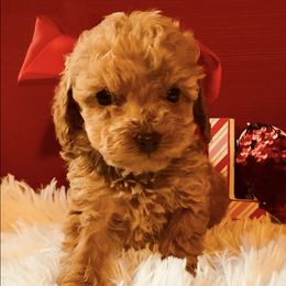 Goldendoodles from My Awesome Rover