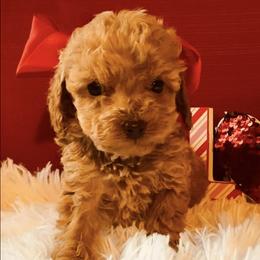 Goldendoodles from My Awesome Rover