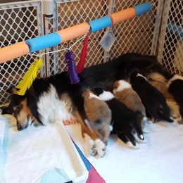 Collies from Sequel