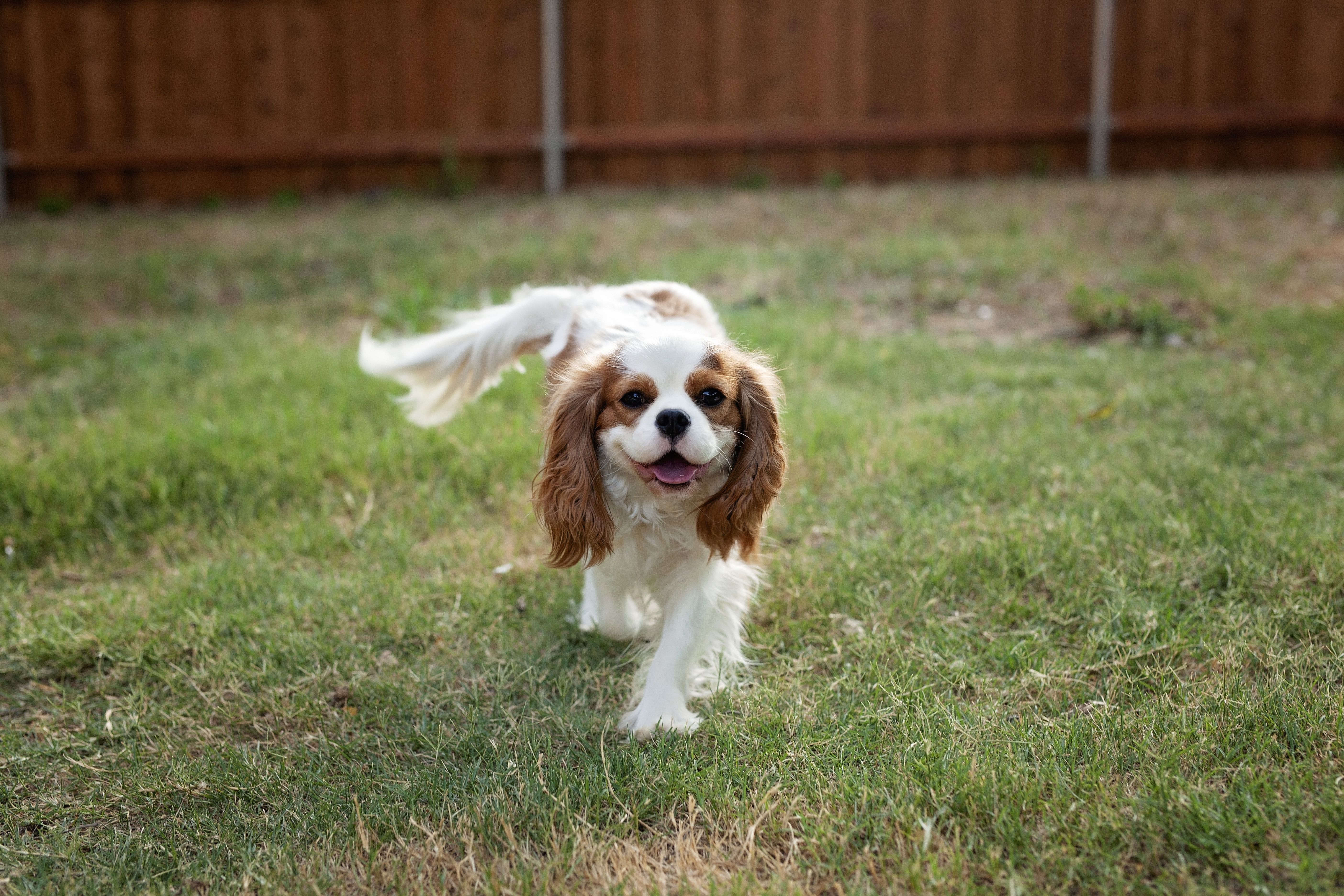 A smiley female Cavalier walks in the grass