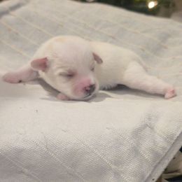 Male 1 - White male Miniature Schnauzer puppy in Sacramento, California from T & A Cali Schnauzer