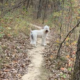 Shatze - Soft Coated Wheaten Terrier