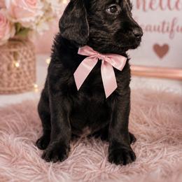 Dakota - Black female Labradoodle puppy in Washington, Pennsylvania from Patriotic Poodles