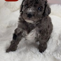 Astro - Blue merle male Bernedoodle puppy in Henderson, Nevada from P3Puppies
