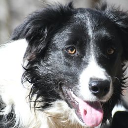 Sue - Black and white Border Collie puppy in Strafford, Vermont from Thundering Paws Farm