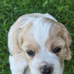 Mary - Buff and white female Cocker Spaniel puppy in Platteville, Wisconsin from Elk Grove Cocker Spainels