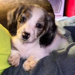 April - Dachshund