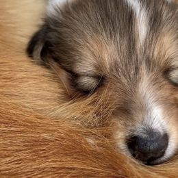 Old Time Scotch Collies from Sandy Bottoms Farm