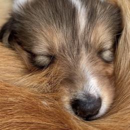 Old Time Scotch Collies from Sandy Bottoms Farm