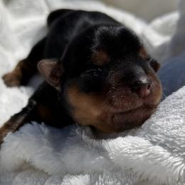 Alexa - Black and gold female Yorkshire Terrier puppy in Escondido, California from Yorkies of Escondido
