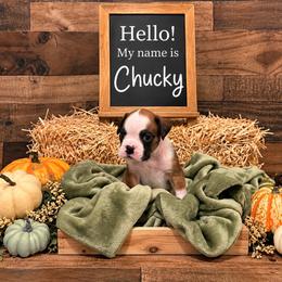 Chucky - White male Boxer puppy in Grove City, Ohio from Krieger Family Boxers