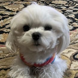 Maltese puppies from Tiny Dancer Li'l Ones
