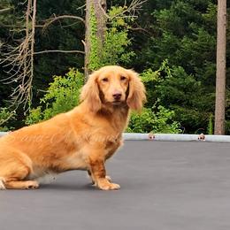 Kricket - Dachshund