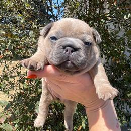 Callie - Blue fawn female French Bulldog puppy in Spanaway, Washington from Beloved Frenchies
