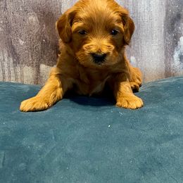 Goldendoodle Puppies from OodlesODoodles