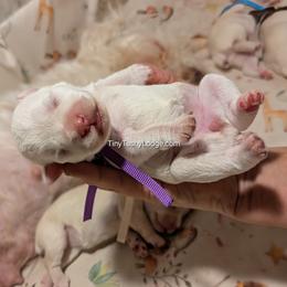 AKC purple ribbon - White female Miniature Schnauzer puppy in Greencastle, Indiana from Tiny Tushy Lodge