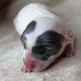 Pie girl 1 - Blue female Pembroke Welsh Corgi puppy in Grants Pass, Oregon from KnR Antler Dogs ~ Labrador Retrievers & Corgis