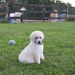 Poodle Puppies from D and D Standard Poodles