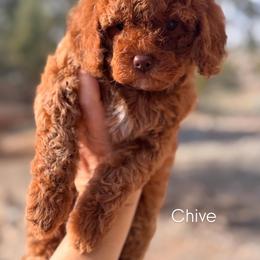 Chive - Red  male Goldendoodle puppy in Goodyear, Arizona from GAMMIE’S DOODLES