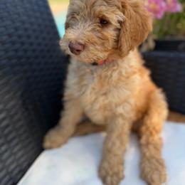 Hot pink - Apricot female Goldendoodle puppy in Shingle Springs, California from California Double Doodles