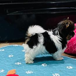 Biewer Terrier Puppies from Maddylane Biewer Terriers