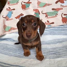 Latte - Chocolate and cream female Dachshund puppy in Jacksonville, Florida from Florida Dippin’ Dachshunds & Aussiedoodles