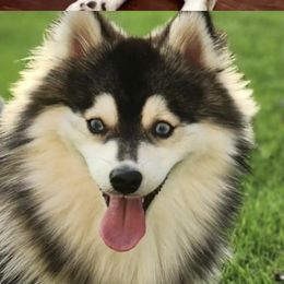 Maverick - Pomsky