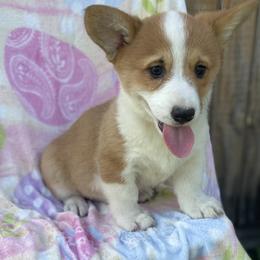 Bella - Red female Pembroke Welsh Corgi puppy in Beulaville, North Carolina from Windy Acres Pembroke Welsh