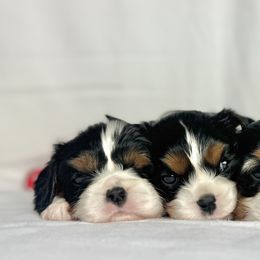 Cavalier King Charles Spaniels and Miniature Australian Shepherds from JSK Aussie and Cavaliers