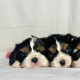 Cavalier King Charles Spaniels and Miniature Australian Shepherds from JSK Aussie and Cavaliers