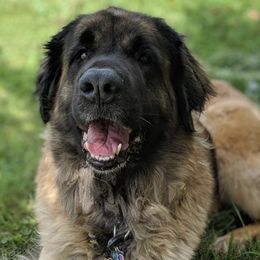 Leonbergers from Northwoods Leonbergers