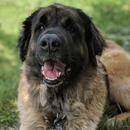 Leonbergers from Northwoods Leonbergers