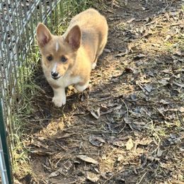 Olive(orange) - Sable female Pembroke Welsh Corgi puppy in Millsap, Texas from Punchy Pembroke Ranch