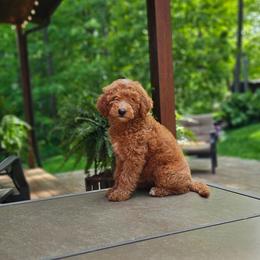Flower - Red  female Goldendoodle puppy in Wooster, Ohio from Cynology Doodles