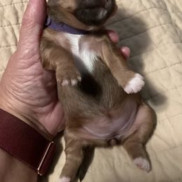 Shih Tzu Puppies from Pilgrim Shih tzu