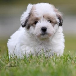 Coton de Tulear Puppies from Lori Brock