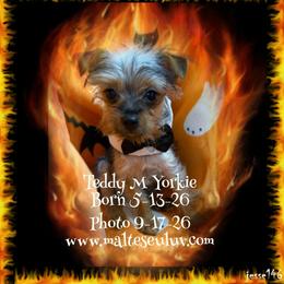 Teddy - Black and tan male Yorkshire Terrier puppy in Silverhill, Alabama from Malteseuluv’s Tiny Treasurers