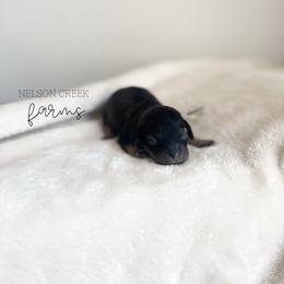 Mozzarella - Black & tan female Maltipoo puppy in Huntsville, Texas from Nelson Creek Farms