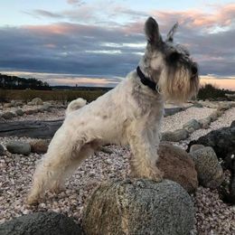 Hans - Miniature Schnauzer