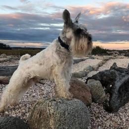 Hans - Miniature Schnauzer