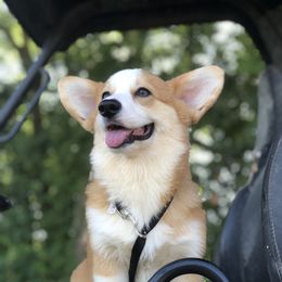 Pembroke Welsh Corgi Puppies from Walnut Creek Corgis
