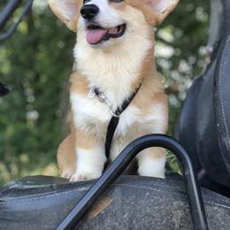 Pembroke Welsh Corgi Puppies from Walnut Creek Corgis