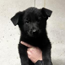 Boy 2 - male German Shepherd puppy in Higbee, Missouri from Kyon Kennel LLC