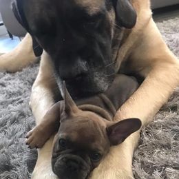 French Bulldog Puppies from EMF