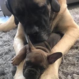 French Bulldog Puppies from EMF