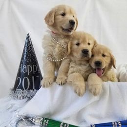 Golden Retriever Puppies from SUN-GOLDEN KENNELS