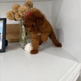 Ruby - Red  female Poodle puppy in Mint Hill, North Carolina from DoodleForever