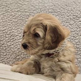 Goldendoodle Puppies from Pemberley Puppies
