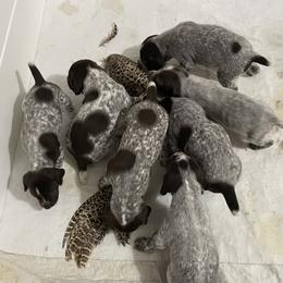 German Shorthaired Pointer Puppies from Chrishelle Farm